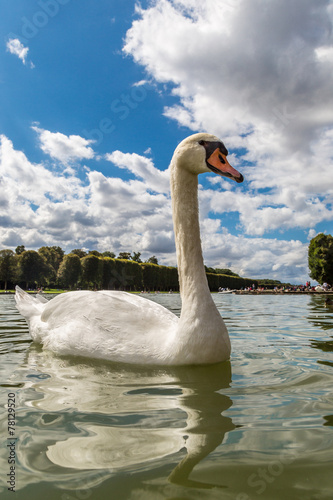 Mute Swan on a lake