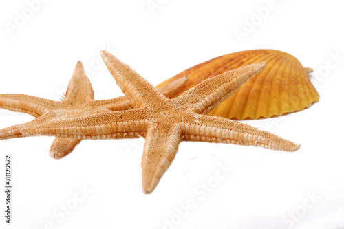 Two Starfish and Shell on the white background