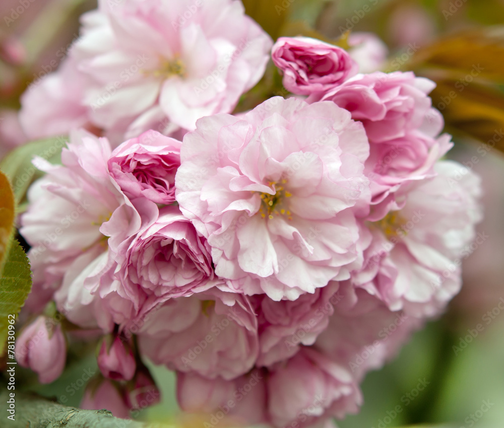 sakura sakura