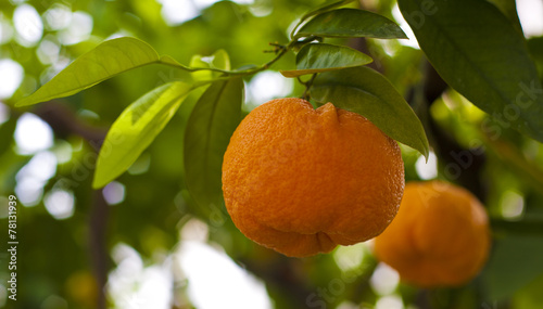 Wallpaper Mural Orange Torontodigital.ca