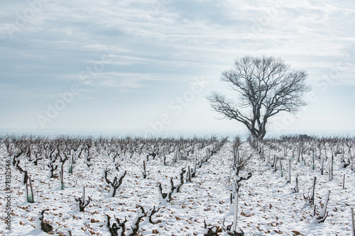 snow-covered vineyard in winter