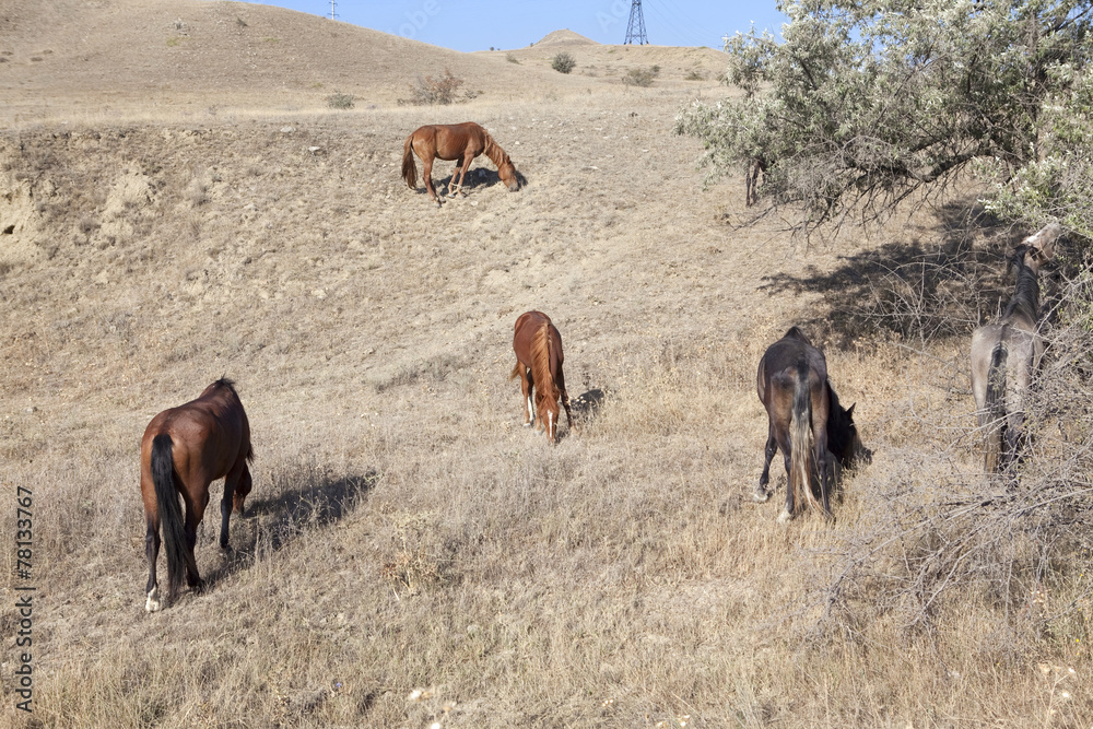Fototapeta premium stepep horses