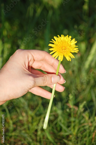 Dandelion in human hand against green nature background