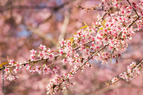 Beautiful Cherry blossom , pink sakura flower © oatfeelgood