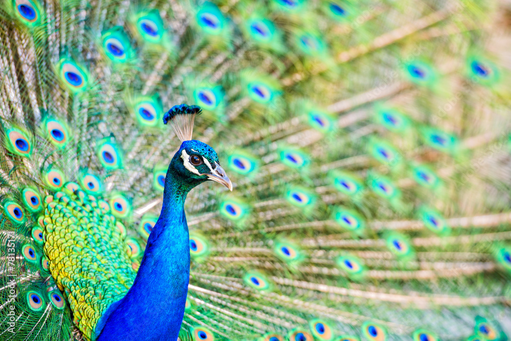 Naklejka premium Peacock Head and Tail Display - Close Up