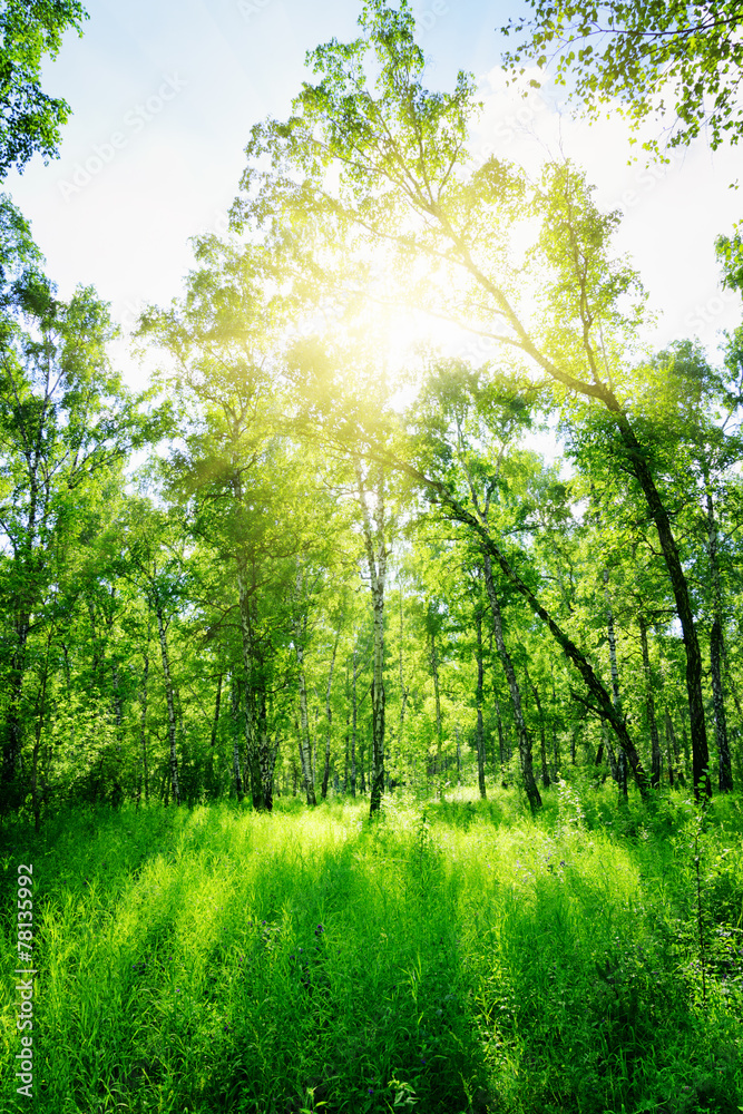 Fototapeta premium Birch forest on a sunny day. Green woods in summer