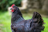 Side View of a Black Chicken on a Farm