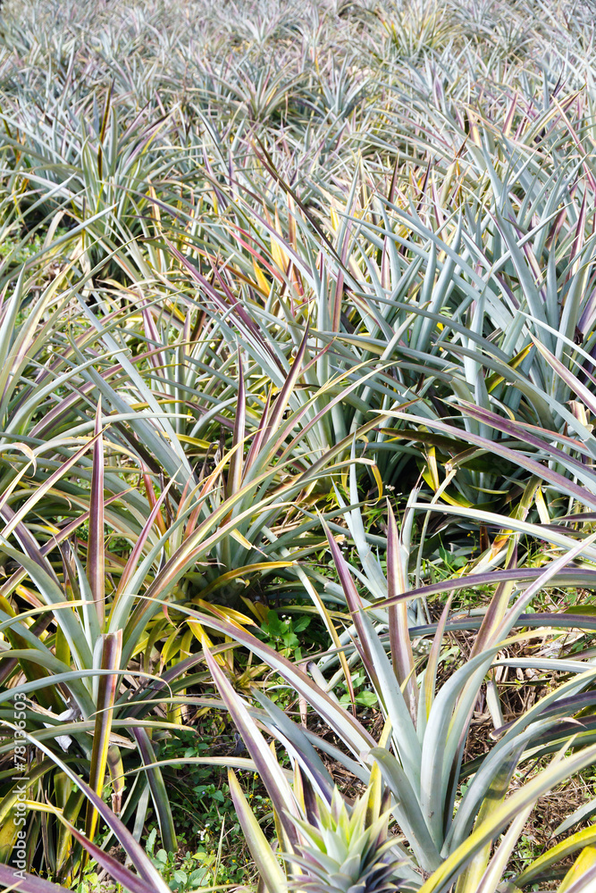 Fototapeta premium background of pineapple fruit field