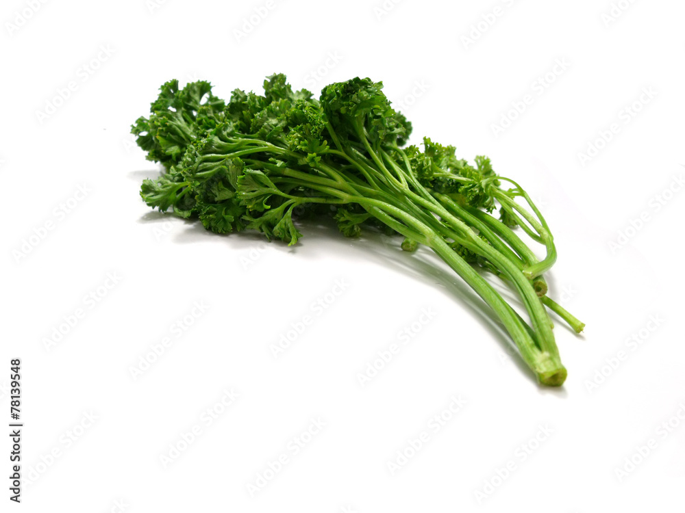 bunch of fresh green curly parsley isolated on white background bunch of fresh green curly parsley isolated on white background