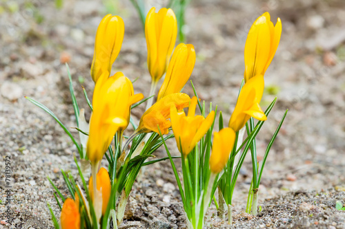 Golden crocuses with closed flowers