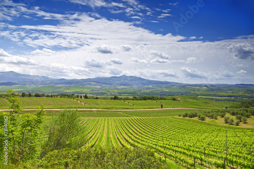 Vineyards in Tuscany. Italy