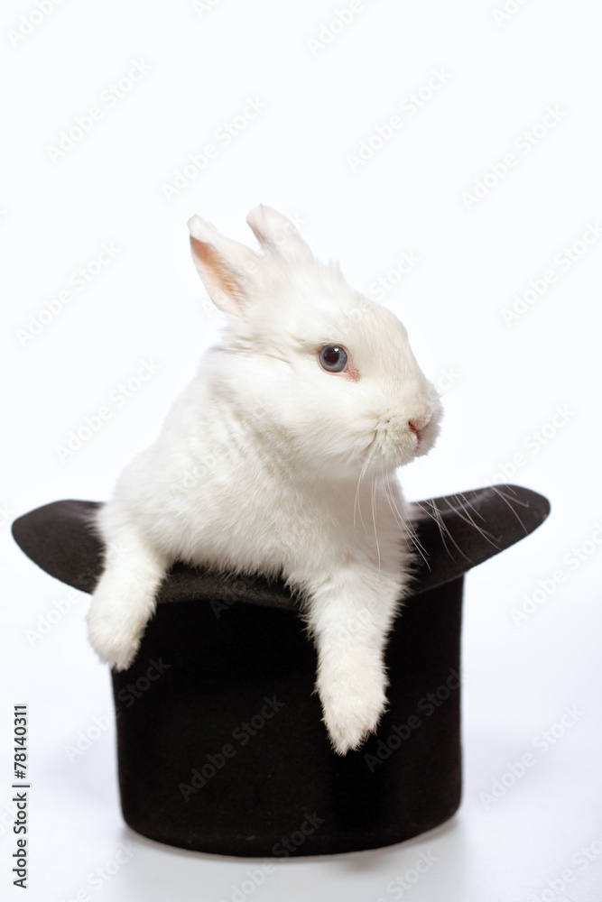 Fototapeta premium Rabbit playing with a magicians hat