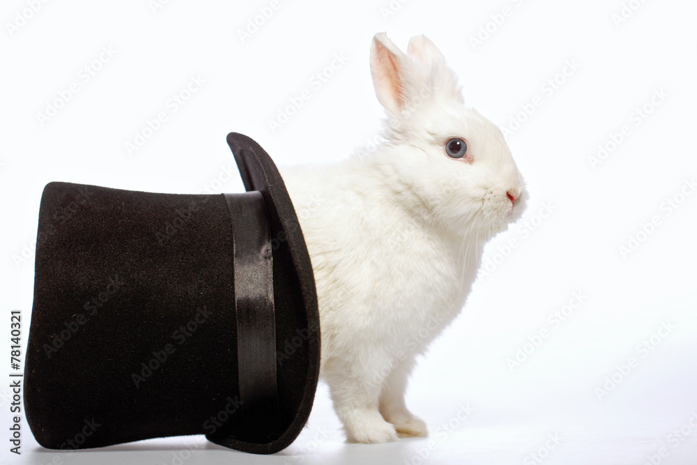 Fototapeta premium Rabbit playing with a magicians hat