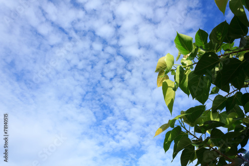 Pipal leaves with blue sky photo