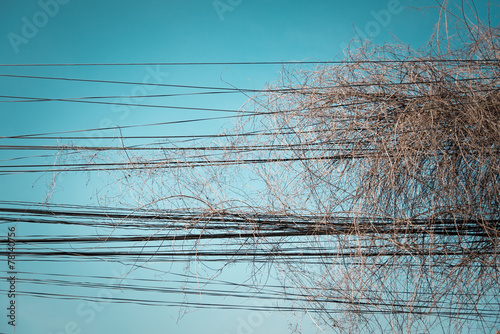 dry vine and electricity wire