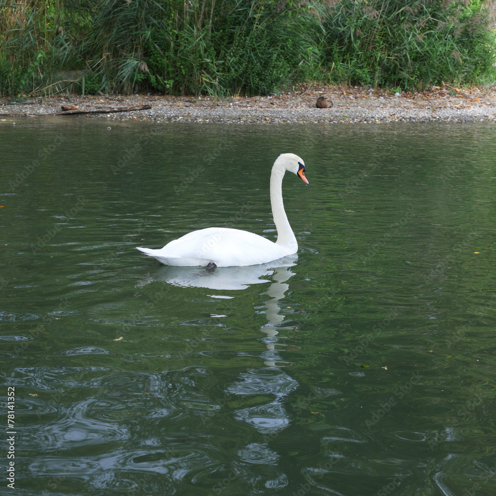 Obraz premium Swan
