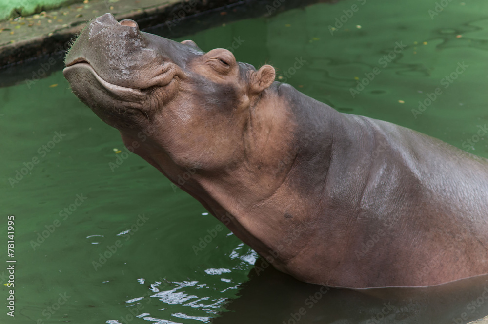 Fototapeta premium бегемот