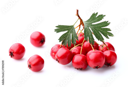 Hawthorn with leaves