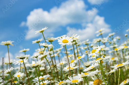 Fototapeta Naklejka Na Ścianę i Meble -  Camomile flowers in the field against the sky with clouds