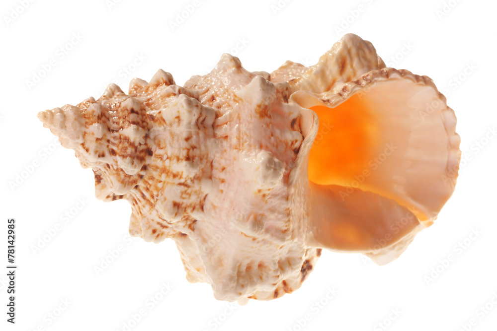 Sea shell