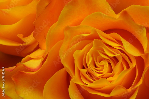 Macro of orange rose