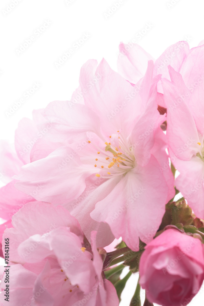 Closeup of Cherry blossom, Asahiyamazakura Closeup of Cherry blossom, Asahiyamazakura