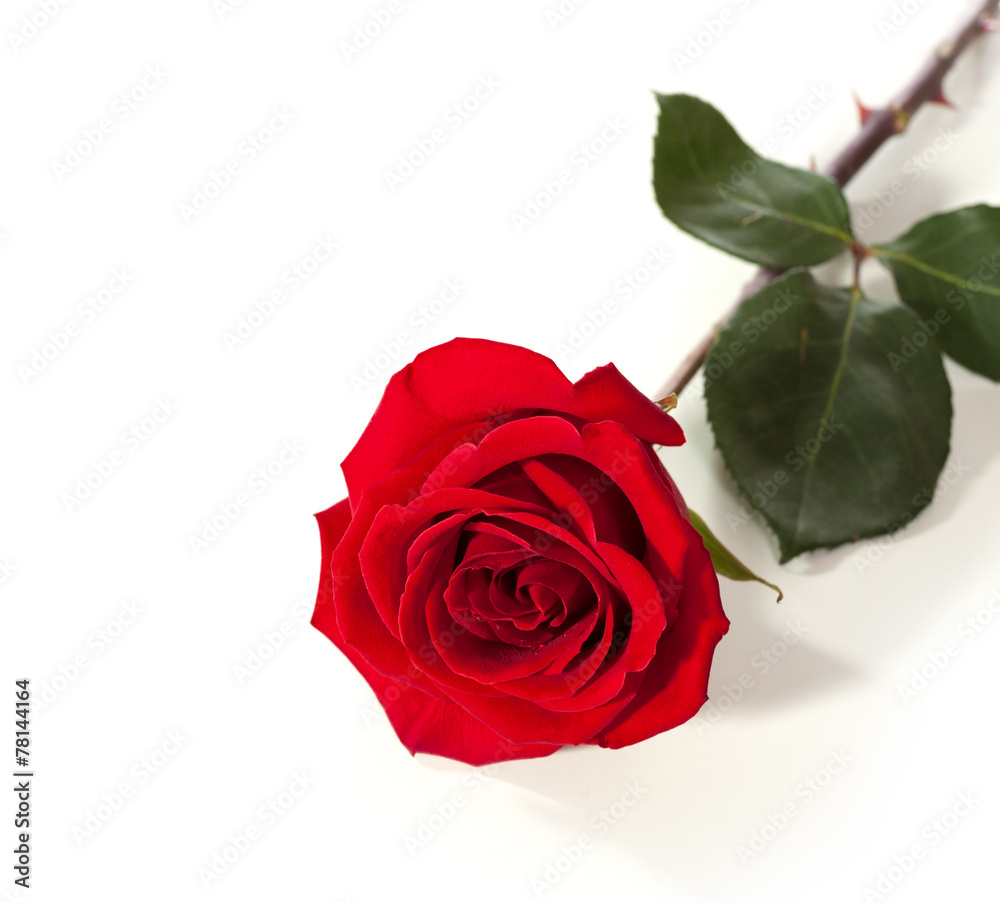 Fototapeta premium Red rose lying on a white background.