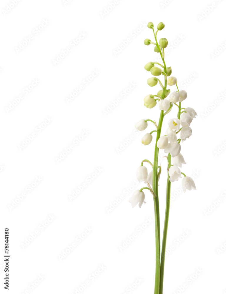 Obraz premium Two flowers isolated on white. Lily of the Valley