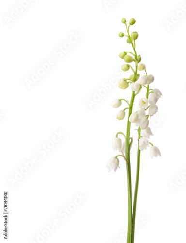 Fototapeta Naklejka Na Ścianę i Meble -  Two  flowers isolated on white. Lily of the Valley