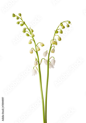 Fototapeta Naklejka Na Ścianę i Meble -  Two spring flowers isolated on white. Lily of the Valley
