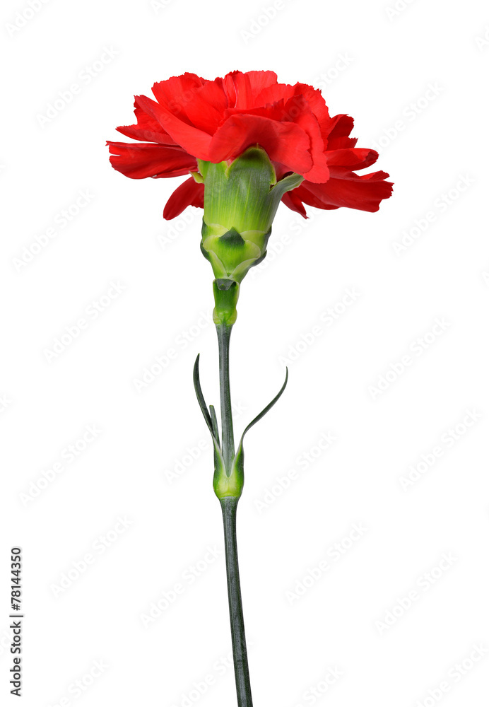 red carnations flower isolated on white background - obrazy, fototapety, plakaty 