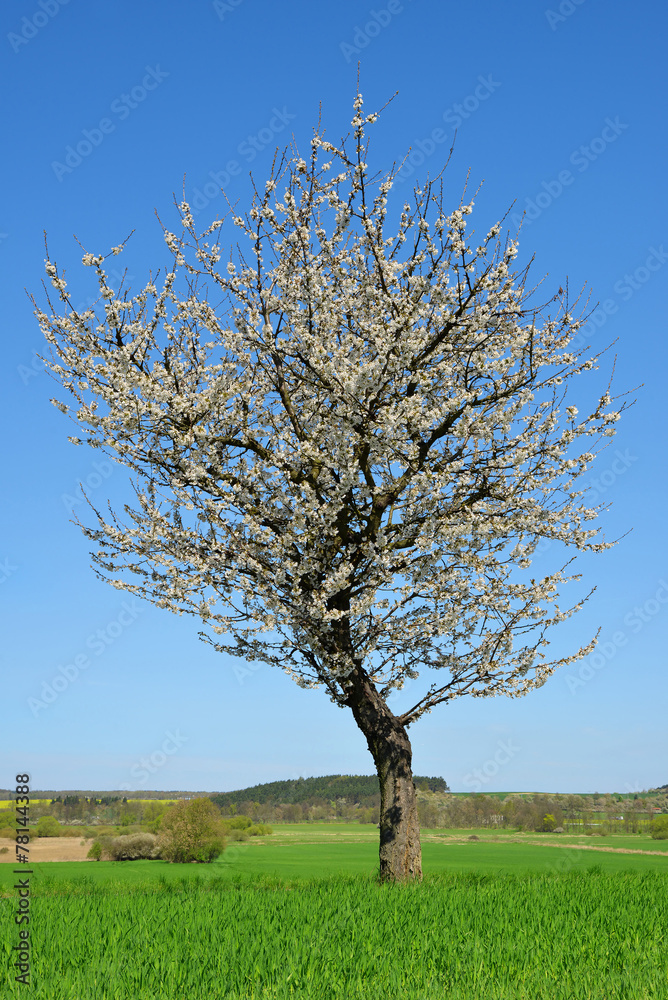 Blooming tree in spring landscape Blooming tree in spring landscape
