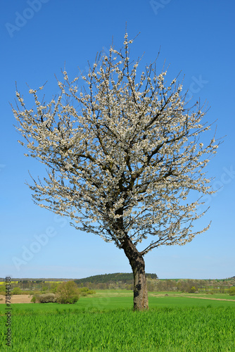 Blooming tree in spring landscape