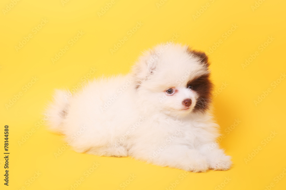 Obraz premium Szczeniak szpic