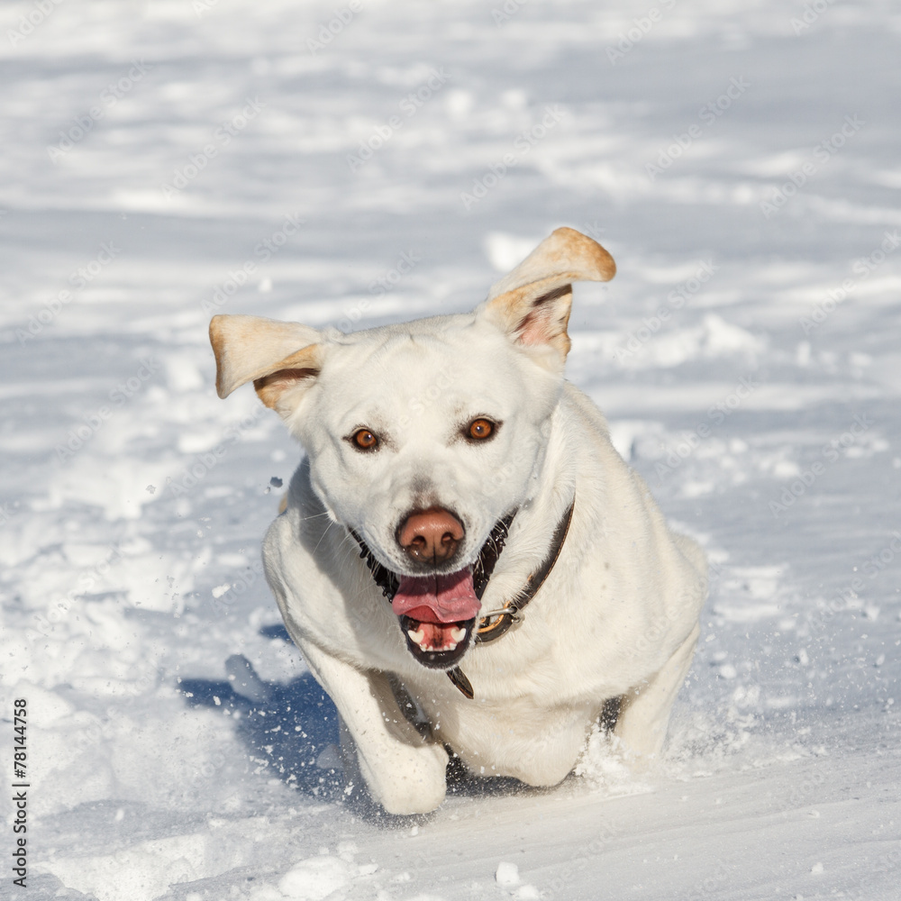 Perro Labrador Retriever corriendo sobre la nieve.