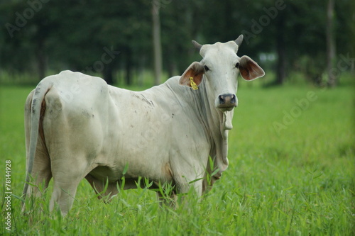 vache