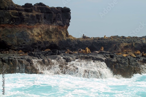 Seal rocks in Victoria, Australia.
