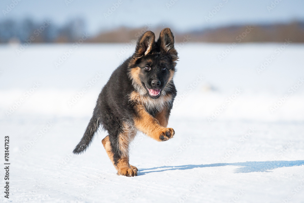 German shepherd puppy running in winter German shepherd puppy running in winter