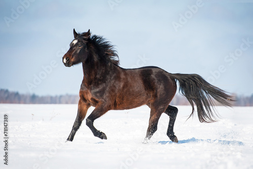 Beautiful bay horse running trot in winter