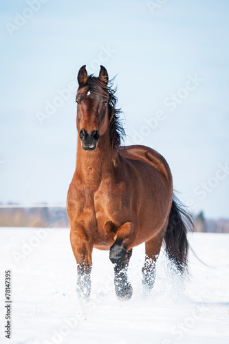 Beautiful bay horse running in winter