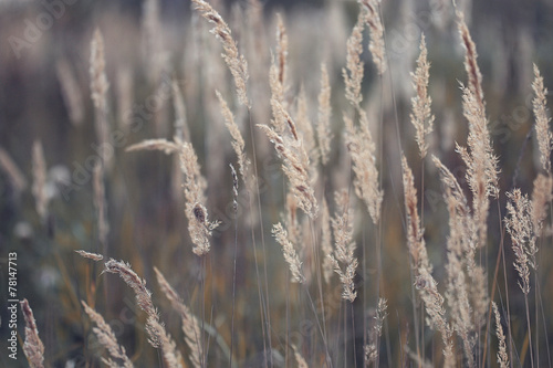 Autumn dry grass background texture