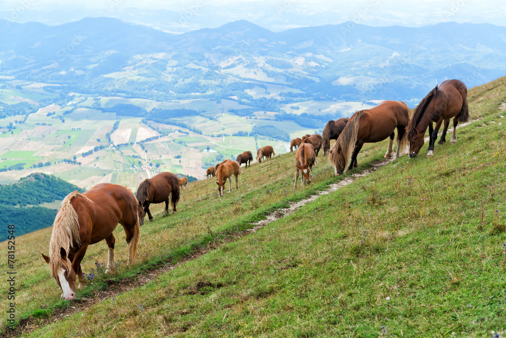 Wild horses grazing