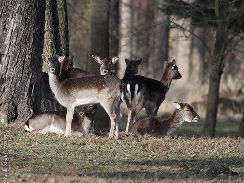 Small herd of fallow deer (Dama dama) - end of winter © kasparv