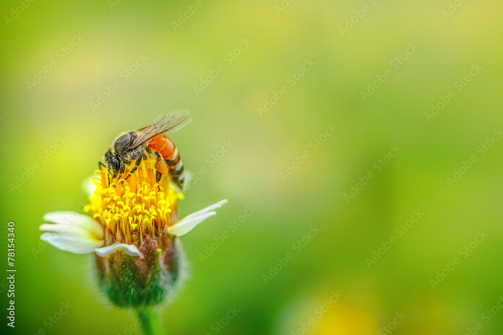 Bee amazing,honeybee pollinated  yellow flower green