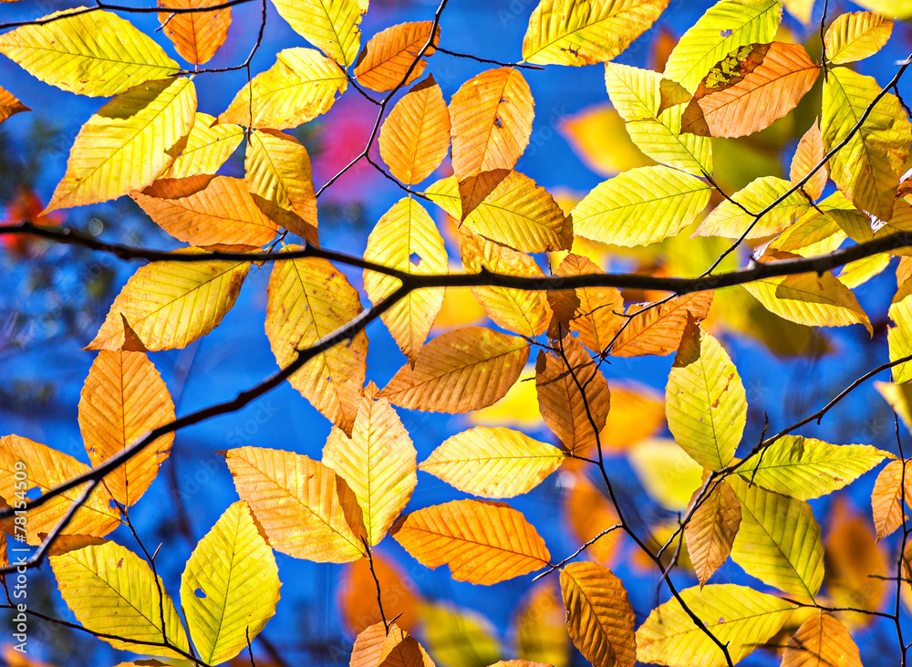 Fototapeta premium Yellow Beech Leaves in the Fall