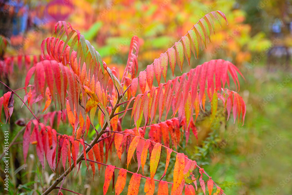 Fototapeta premium Colorful Sumac Leaves