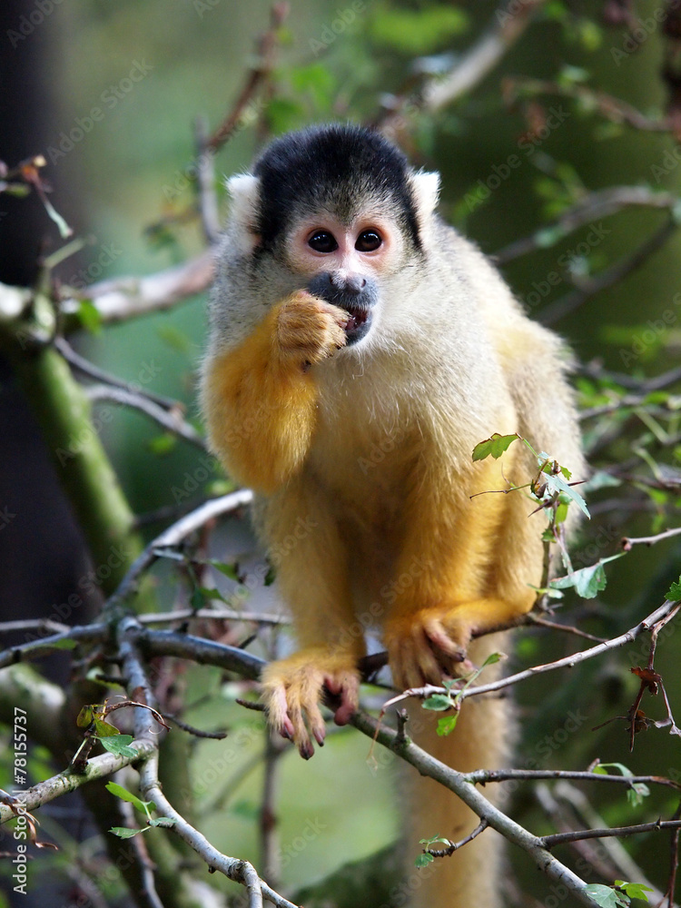 Squirrel monkey Squirrel monkey