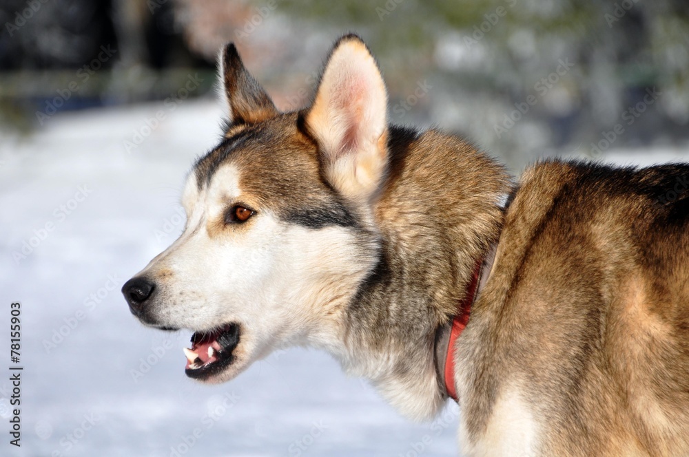 Fototapeta premium Husky