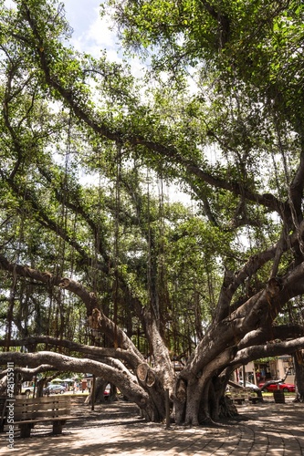 The Banyan Tree in Lahaina, Maui