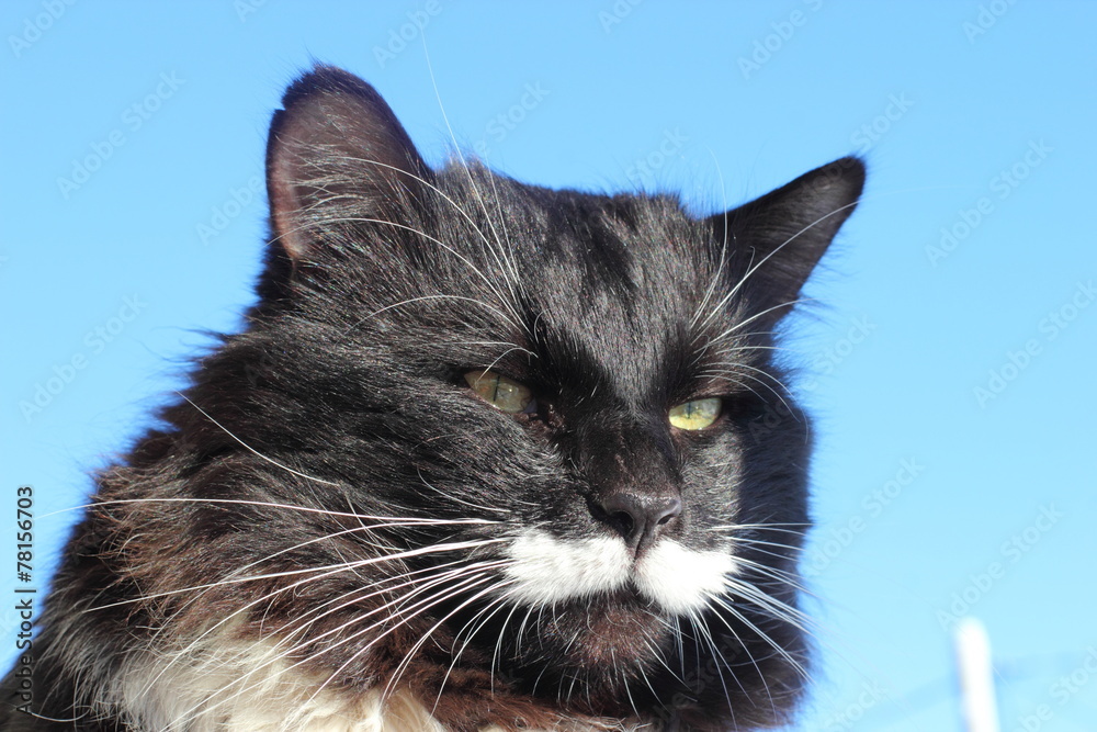 black and white fluffy cat